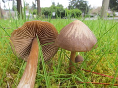 Entoloma vernum