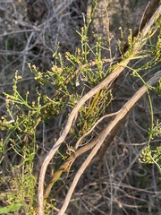 Comesperma volubile