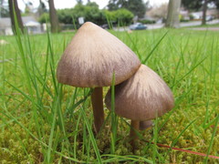 Entoloma vernum
