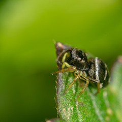 Heliophanus