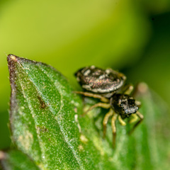 Heliophanus