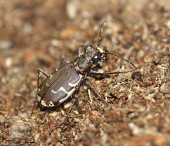 Cicindela repanda repanda