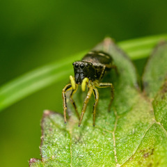 Heliophanus