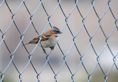 Zonotrichia capensis