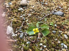 Viola rotundifolia