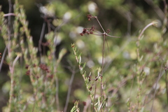 Eriogonum fasciculatum fasciculatum