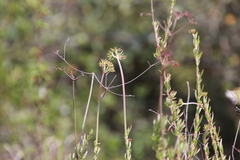 Eriogonum fasciculatum fasciculatum