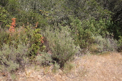 Eriogonum fasciculatum fasciculatum