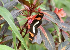 Heliconius telesiphe