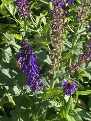 Apis mellifera