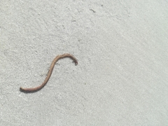 Pseudonereis variegata