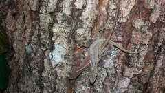 Anolis tolimensis