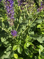Apis mellifera