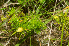Aceria galiobia