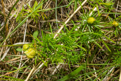 Aceria galiobia