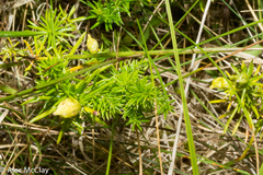 Aceria galiobia