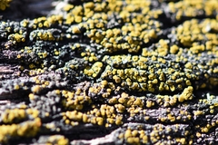 Candelariella antennaria