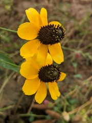 Rudbeckia amplexicaulis