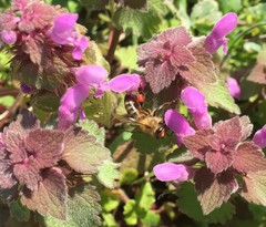 Apis mellifera