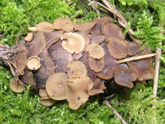 Ciboria rufofusca