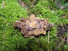 Ciboria rufofusca