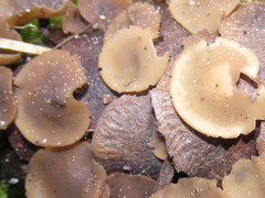 Ciboria rufofusca