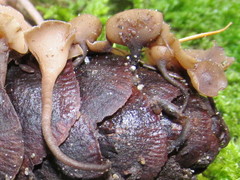 Ciboria rufofusca
