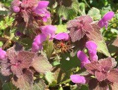 Apis mellifera