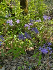Phlox divaricata divaricata