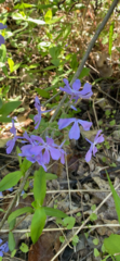 Phlox divaricata divaricata