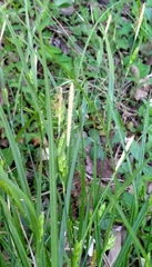 Carex grisea