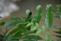 Calopteryx orientalis