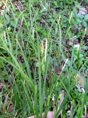 Carex grisea