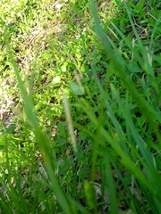 Carex grisea