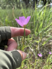 Clarkia gracilis gracilis