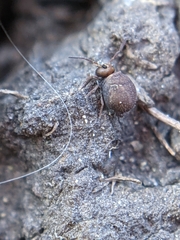 Symphypleona