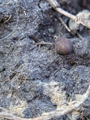 Symphypleona