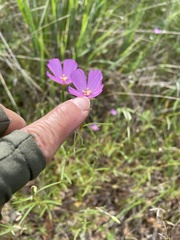 Clarkia gracilis gracilis