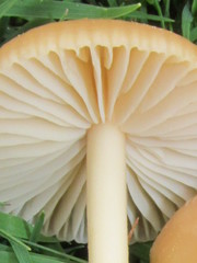 Marasmius oreades image