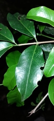 Magnoliopsida