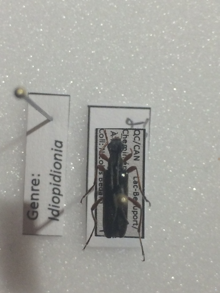 Idiopidonia