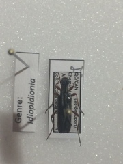 Idiopidonia pedalis