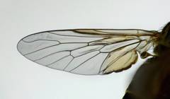 Anabarhynchus ruficoxa