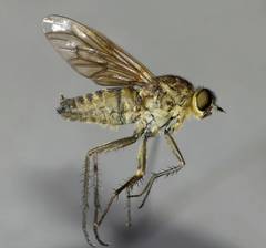 Anabarhynchus ruficoxa