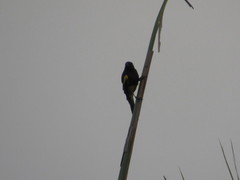 Icterus dominicensis