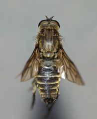 Anabarhynchus ruficoxa