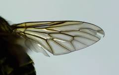 Anabarhynchus ruficoxa