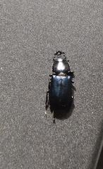 Platycerus oregonensis