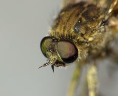 Anabarhynchus ruficoxa