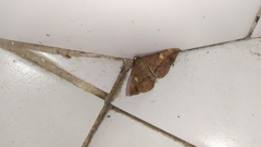 Lepidoptera